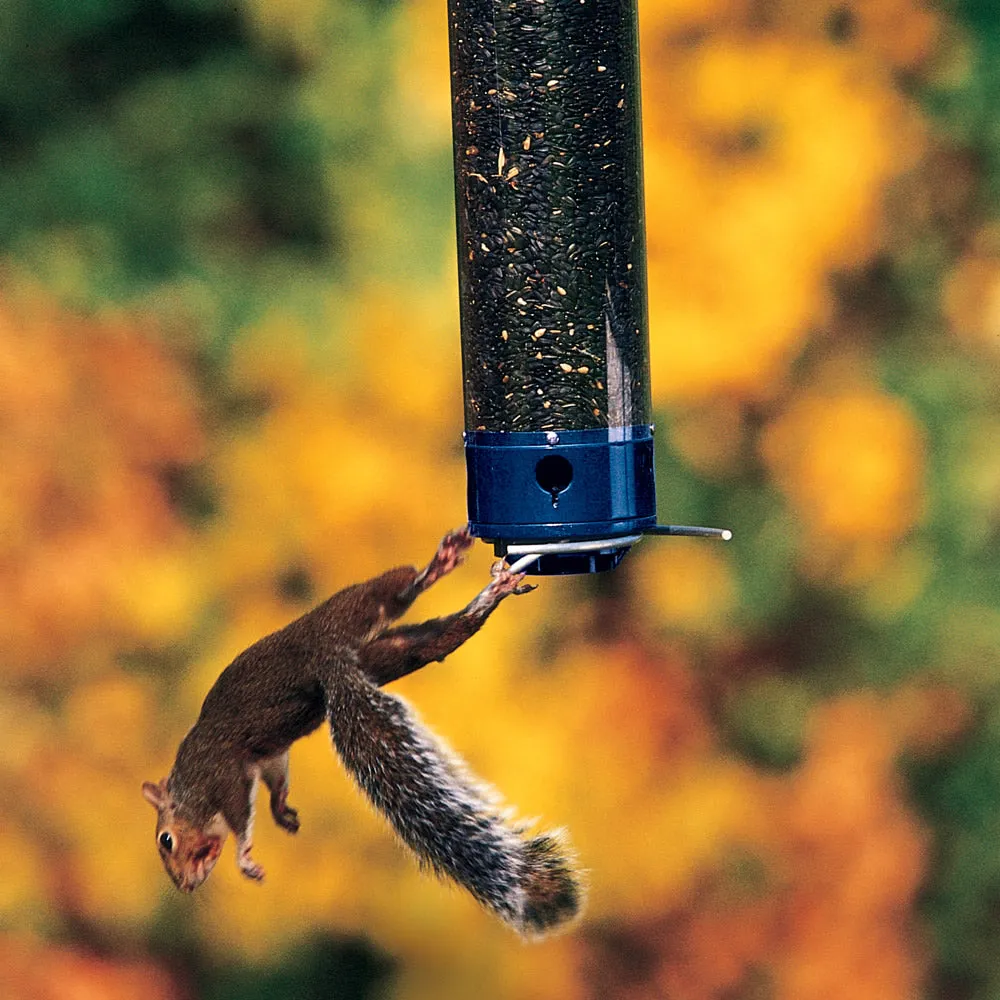 Droll Yankees Whipper Squirrel-Proof Bird Feeder