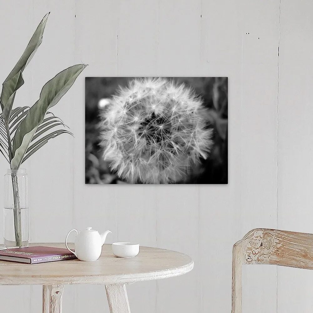 "Close up of little shining star dandelion on sidewalk." Canvas Wall Art