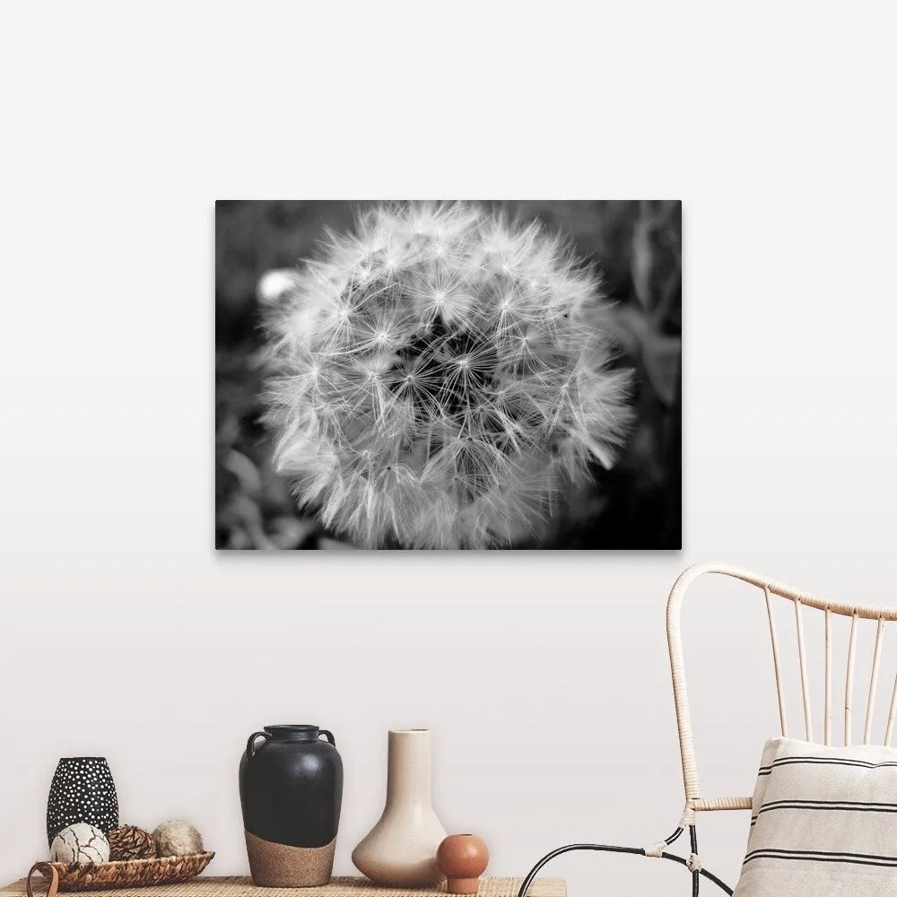 "Close up of little shining star dandelion on sidewalk." Canvas Wall Art