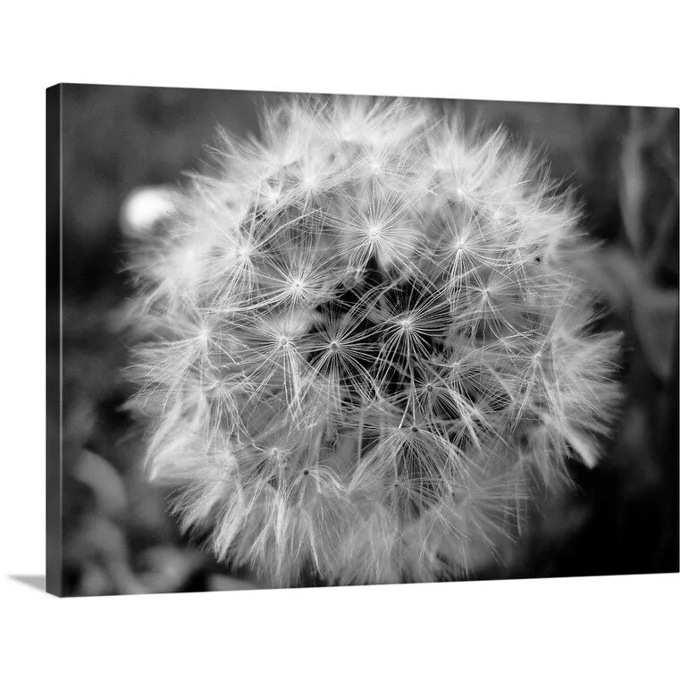 "Close up of little shining star dandelion on sidewalk." Canvas Wall Art